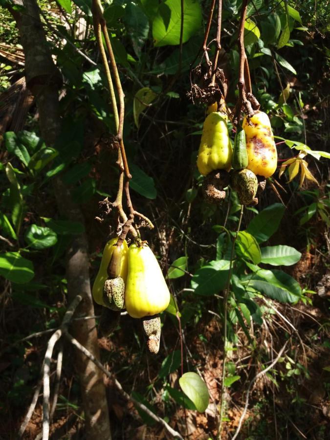 Cashew Villa Hiriketiya ديكويلاّ تين المظهر الخارجي الصورة